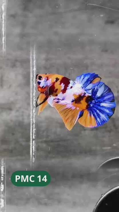 Multicolor Plakat Male Betta Fish |Show Grade|  You Pick Fish