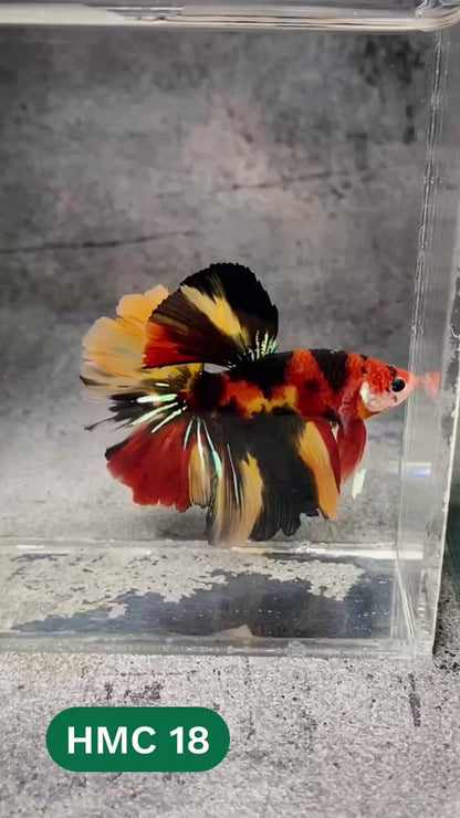 Multicolor Halfmoon Male Betta Fish | High Grade | Order Directly From Farm |  You Pick Fish |