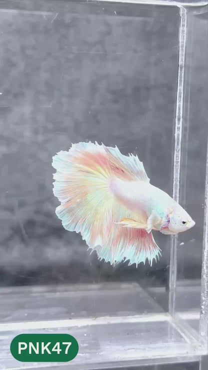 Pink Halfmoon Male Betta Fish | You Pick Fish | Order Directly From Farm