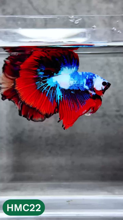 Multicolor Halfmoon Male Betta Fish | High Grade | Order Directly From Farm |  You Pick Fish |