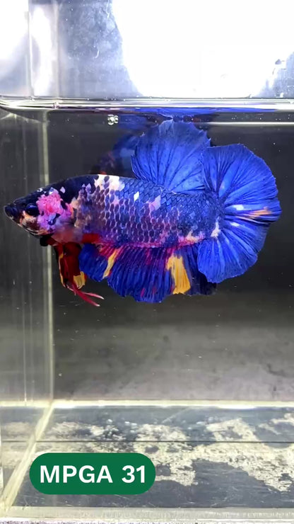 King Giant Plakat Male Betta Fish | You Pick Fish | High Grade