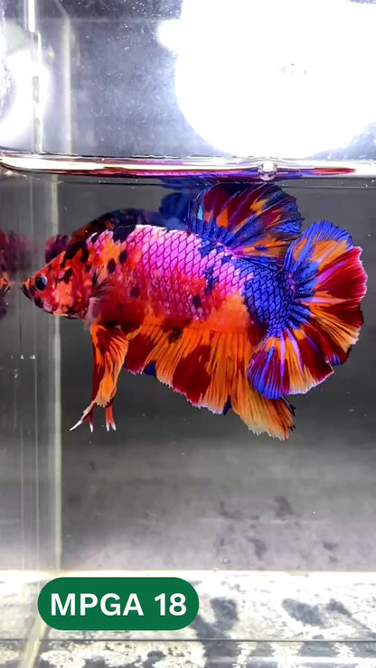 King Giant Plakat Male Betta Fish | You Pick Fish | High Grade