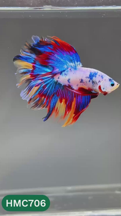 Multicolor Halfmoon Male Betta Fish | High Grade | Order Directly From Farm |  You Pick Fish |