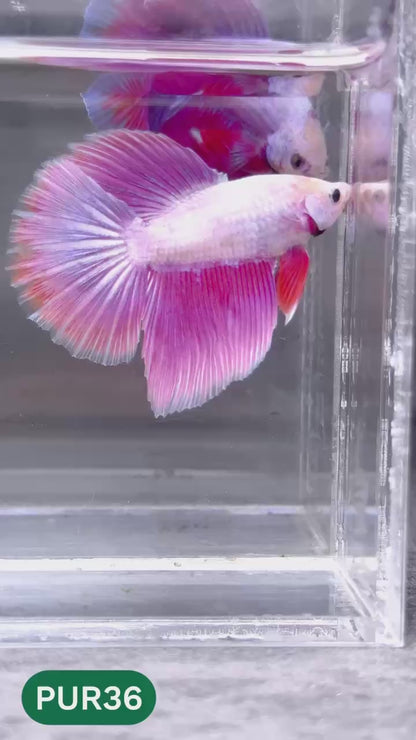 Purple Halfmoon Male Betta Fish | You Pick Fish | Order Directly From Farm