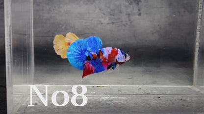 Multicolor Plakat Male Betta Fish |Show Grade|  You Pick Fish