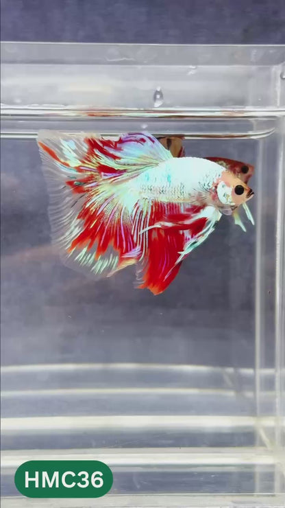 Multicolor Halfmoon Male Betta Fish | Order Directly From Farm | You Pick Fish
