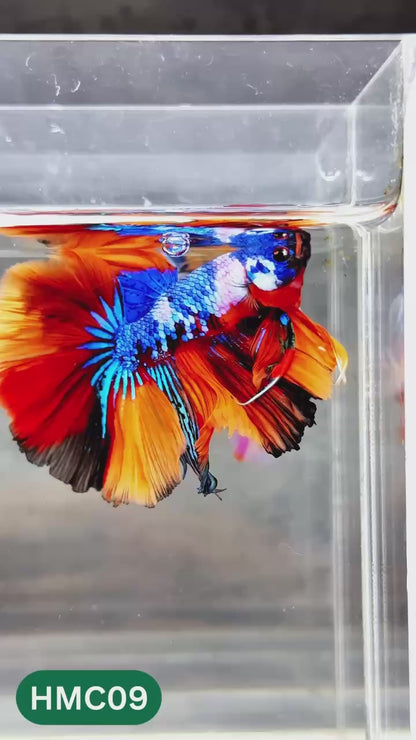 Multicolor Halfmoon Male Betta Fish | High Grade | Order Directly From Farm |  You Pick Fish |