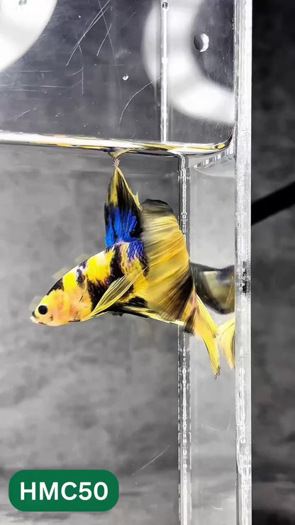 Multicolor Halfmoon Male Betta Fish | Order Directly From Farm | You Pick Fish