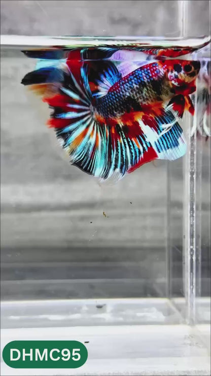 Multicolor Halfmoon Male Betta Fish | Order Directly From Farm | You Pick Fish