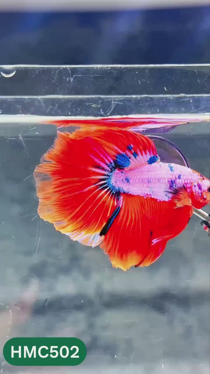Nemo Halfmoon Male Betta Fish | Order Directly From Farm | You Pick Fish