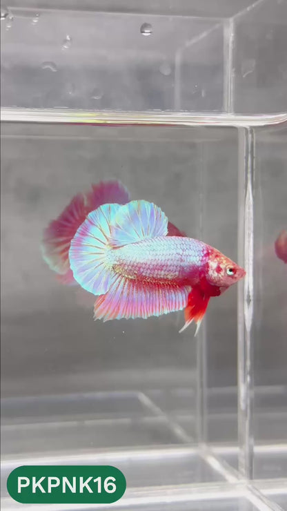 Pink Plakat Male Betta Fish | You Pick Fish | Rare Color