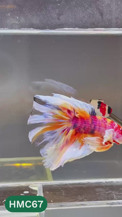 Multicolor Halfmoon Male Betta Fish | High Grade | Order Directly From Farm |  You Pick Fish |
