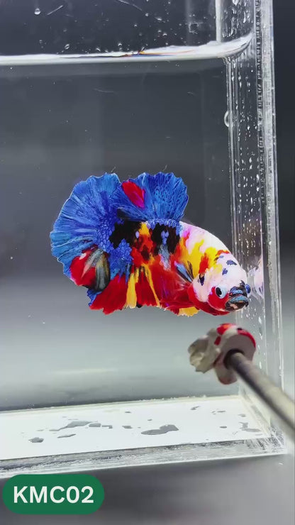Multicolor Yellow Base Plakat Male Betta Fish | Order Directly From Farm |  You Pick Fish
