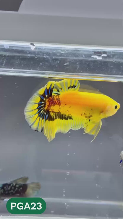 King Giant Plakat Male Betta Fish | You Pick Fish | High Grade