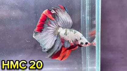 Multicolor Halfmoon Male Betta Fish | High Grade | Order Directly From Farm|  You Pick Fish |