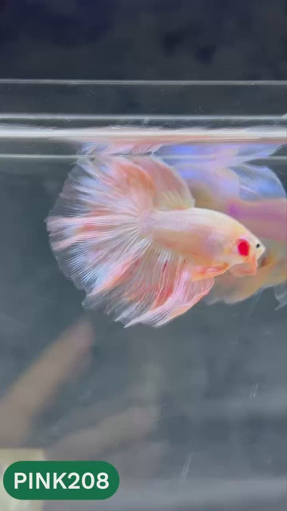 Pink Halfmoon Male Betta Fish | You Pick Fish | Order Directly From Farm