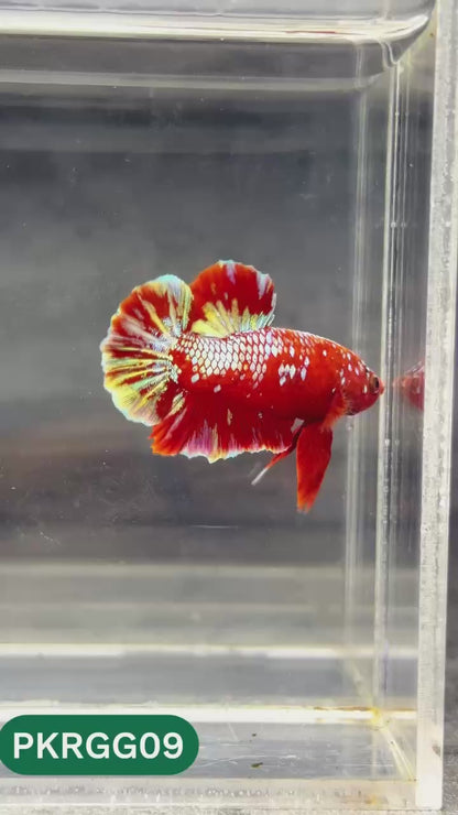 Golden Star Dust Galaxy Plakat Male Betta Fish | Super Rare | You Pick Fish