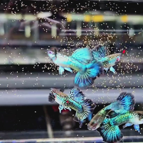Green Dragon Snakeskin Guppy Fish