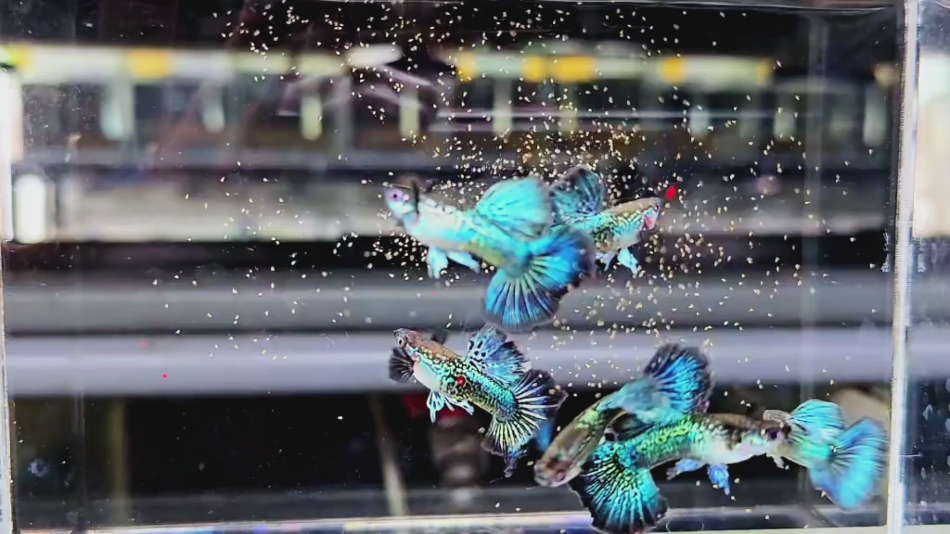 Green Dragon Snakeskin Guppy Fish