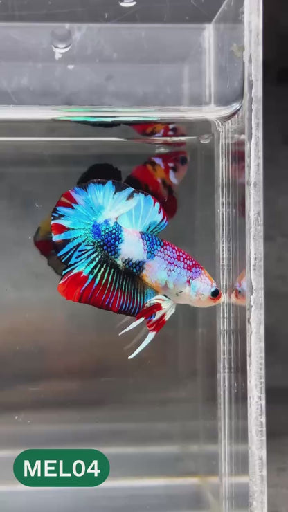 Metallic Plakat Betta Fish | You Pick Betta | Show Grade