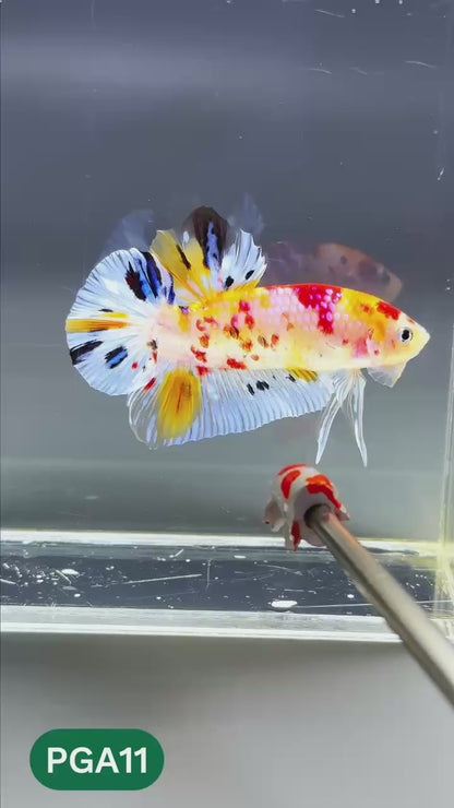 King Giant Plakat Male Betta Fish | You Pick Fish | High Grade
