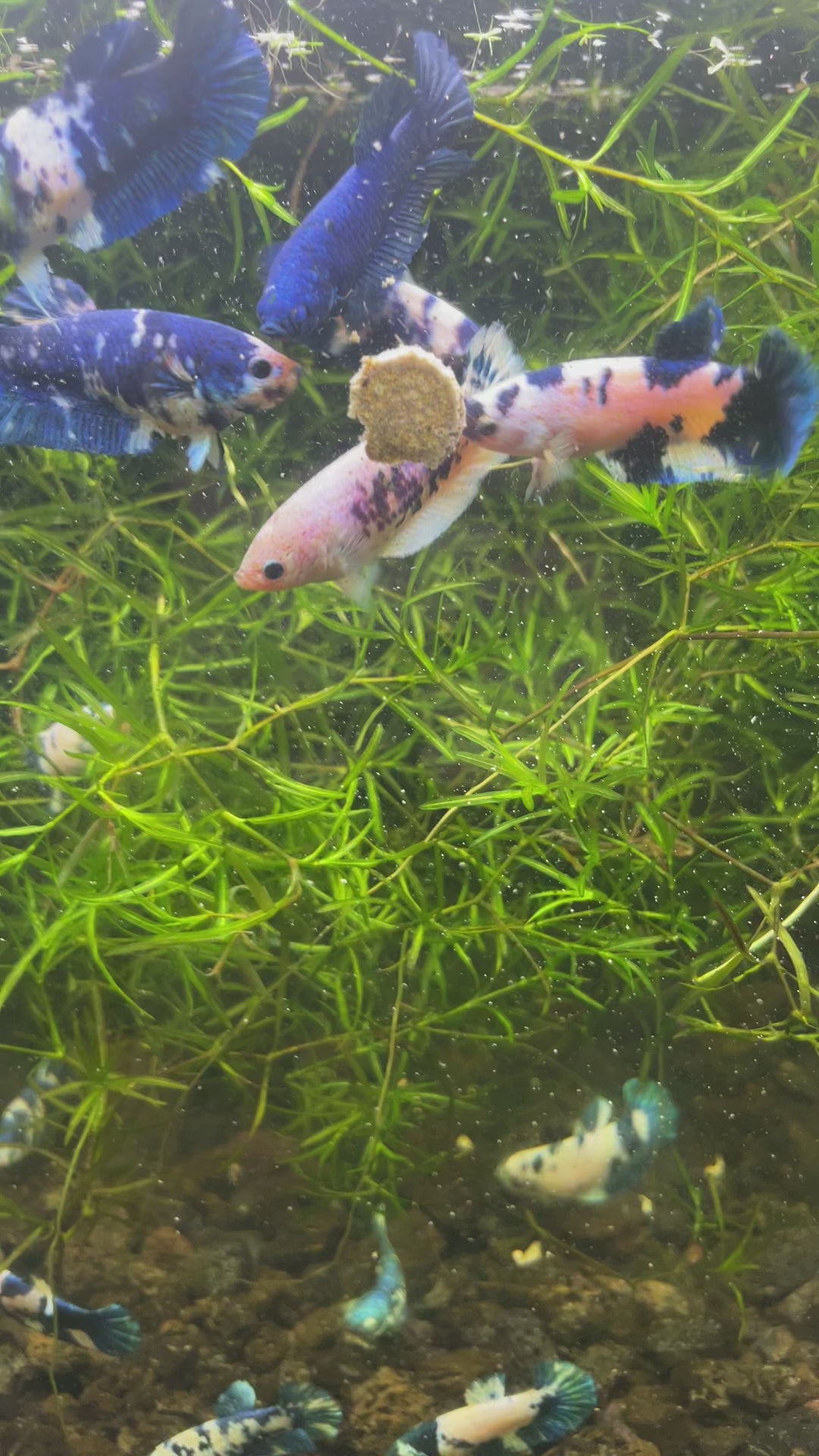 Female Betta Marble Dot, Female Betta Marble Dot Fish