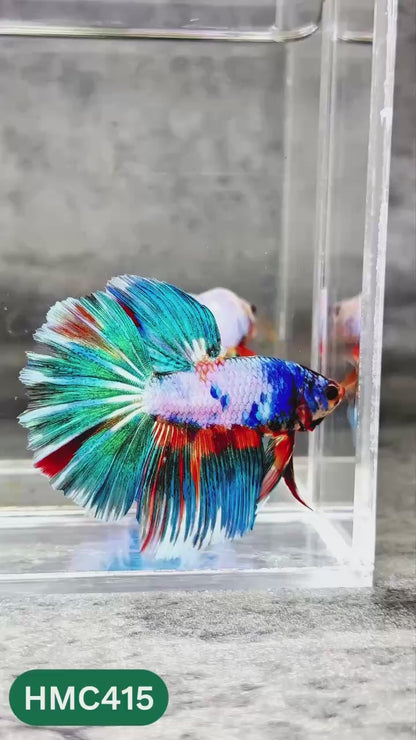 Multicolor Halfmoon Male Betta Fish | Order Directly From Farm | You Pick Fish