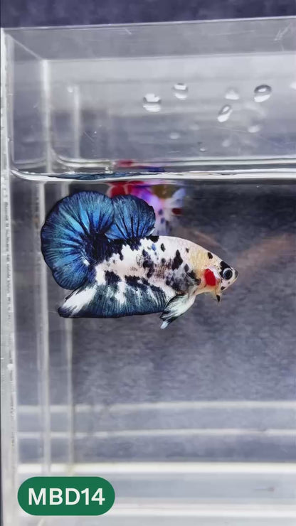 Blue Marble Dot Plakat Male Betta Fish | You Pick Fish