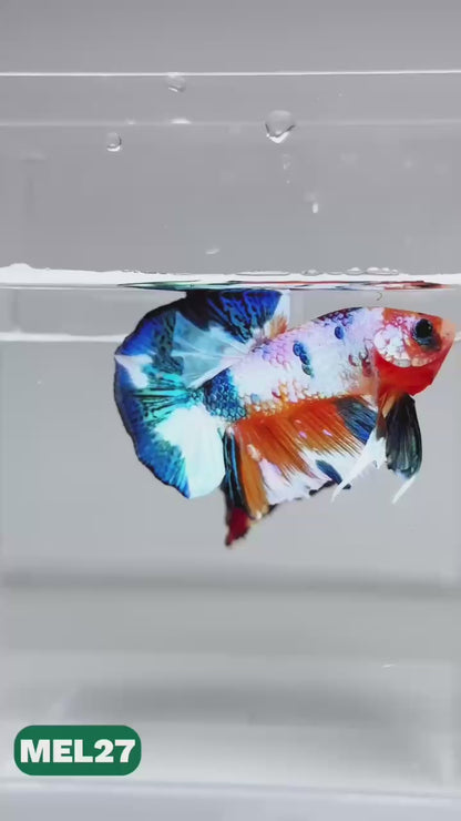 Metallic Plakat Betta Fish | You Pick Betta | Exotic Fish