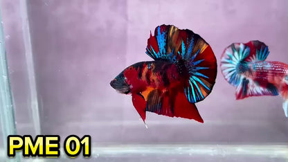 Metallic Plakat Betta Fish | You Pick Betta | Show Grade