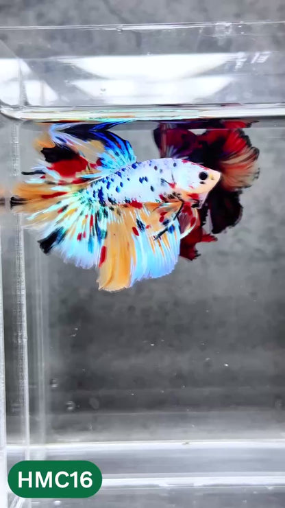 Multicolor Halfmoon Male Betta Fish | High Grade | Order Directly From Farm |  You Pick Fish |