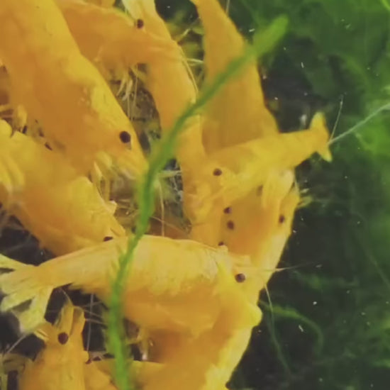 Golden Neocaridina Shrimp