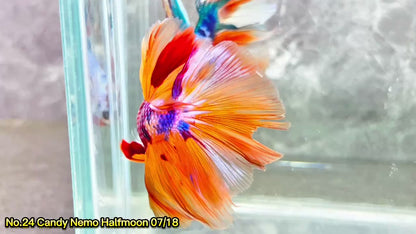 Multicolor Halfmoon Male Betta Fish | High Grade | Order Directly From Farm|  You Pick Fish |