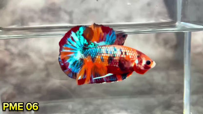 Metallic Plakat Betta Fish | You Pick Betta | Show Grade