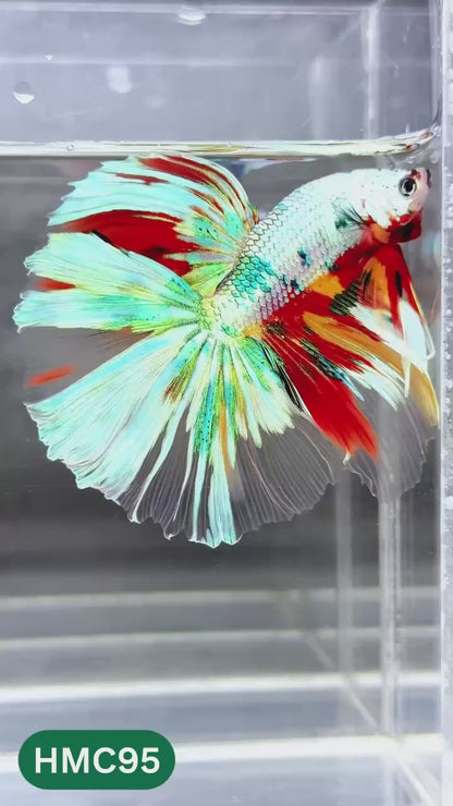 Multicolor Halfmoon Male Betta Fish | Order Directly From Farm | You Pick Fish