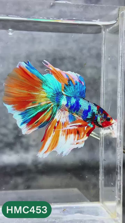 Multicolor Halfmoon Male Betta Fish | High Grade | Order Directly From Farm |  You Pick Fish |