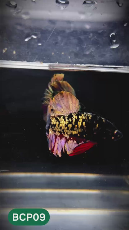 Black Panther Plakat Male Betta Fish | You Pick Fish | Rare Betta