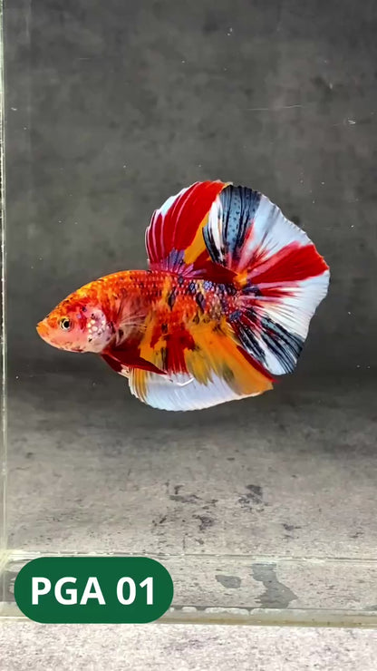 King Giant Plakat Male Betta Fish | You Pick Fish | High Grade