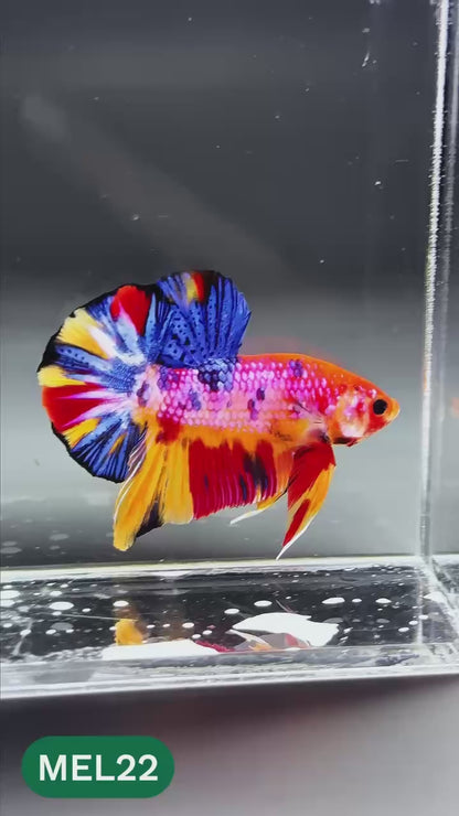 Multicolor Metallic Plakat Male Betta Fish | You Pick Fish | Exclusive Grade