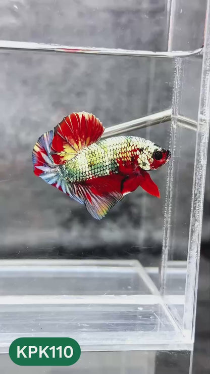 Multicolor Yellow Base Plakat Male Betta Fish | Order Directly From Farm |  You Pick Fish