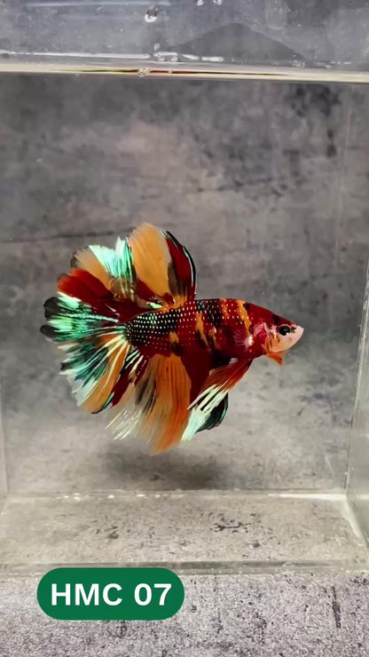 Multicolor Halfmoon Male Betta Fish | High Grade | Order Directly From Farm |  You Pick Fish |