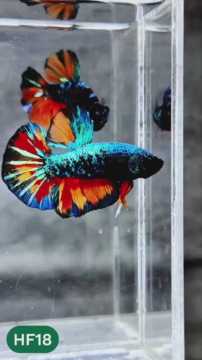 Dark Flame Hellfire Plakat Male Betta Fish | You Pick Fish | Rare Betta