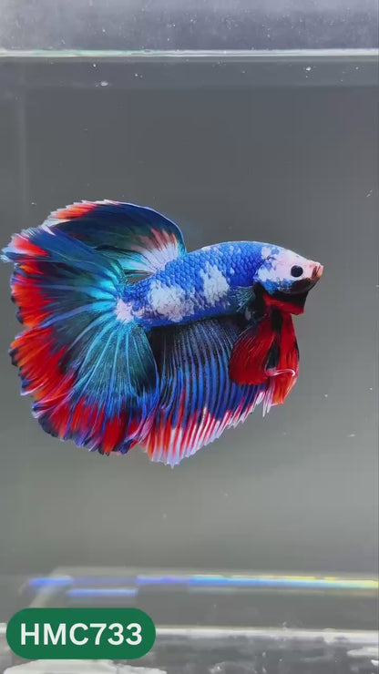 Multicolor Halfmoon Male Betta Fish | High Grade | Order Directly From Farm |  You Pick Fish |