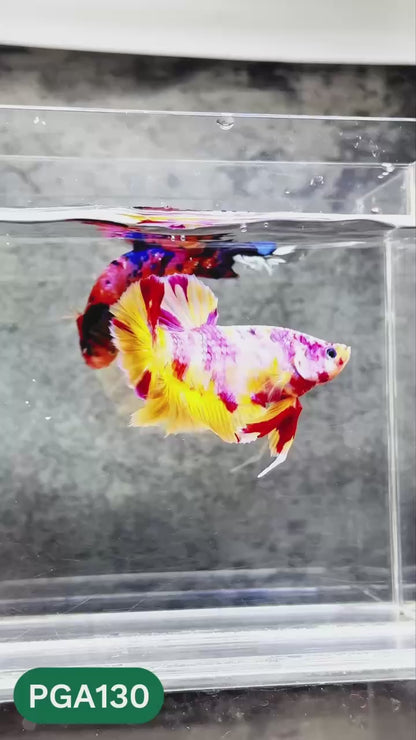 King Giant Plakat Male Betta Fish | You Pick Fish | High Grade
