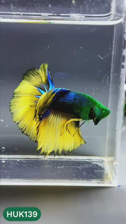 Black Hulk Halfmoon Male Betta Fish | You Pick Fish