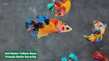 Koi Nemo Yellow Base Female Betta Sorority | Successful Sorority Pack