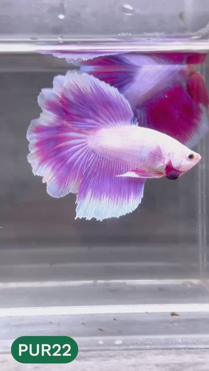 Purple Halfmoon Male Betta Fish | You Pick Fish | Order Directly From Farm