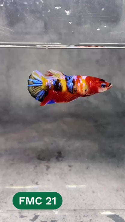 Multicolor Female Betta Fish | You Pick Fish | High Grade