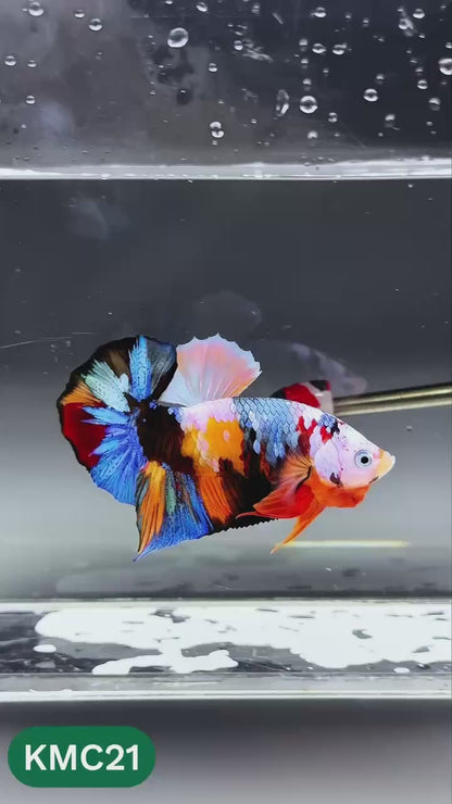 Multicolor Yellow Base Plakat Male Betta Fish | Order Directly From Farm |  You Pick Fish