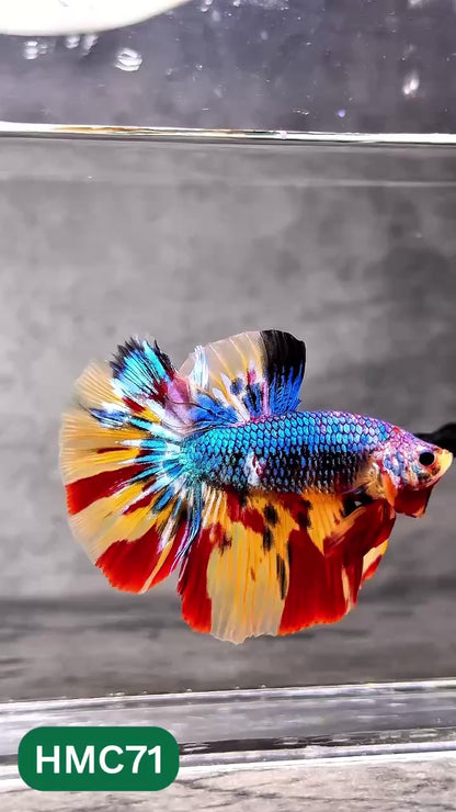 Multicolor Halfmoon Male Betta Fish | Order Directly From Farm | You Pick Fish